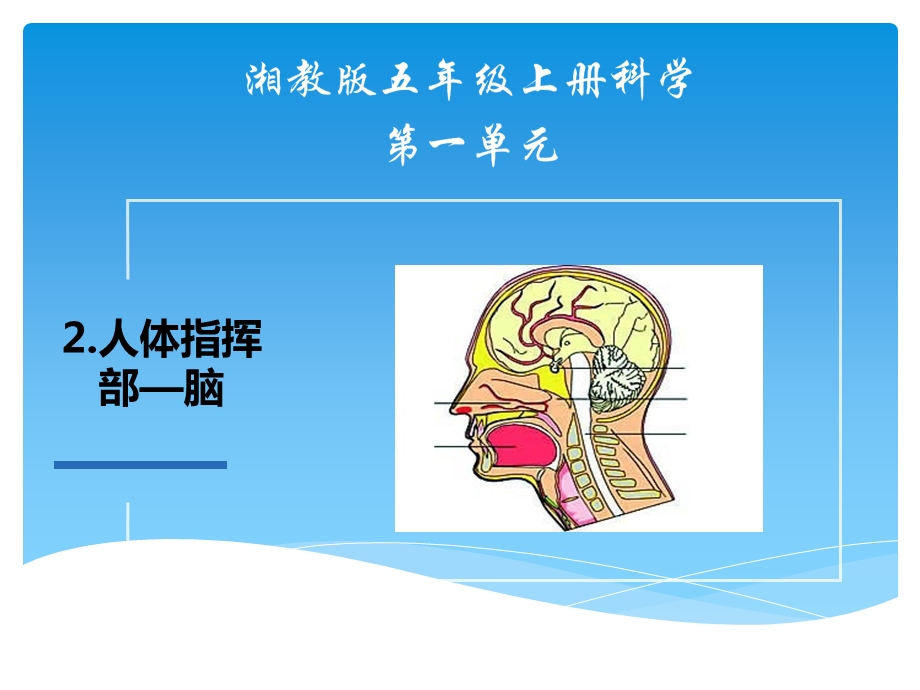 湘教版五年级科学上册第一单元2《人体指挥部—脑》课件.pptx_第1页