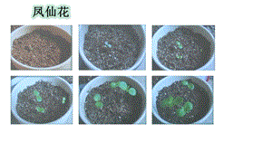 大象版小学科学新版三年级下册科学硕果累累课件.pptx