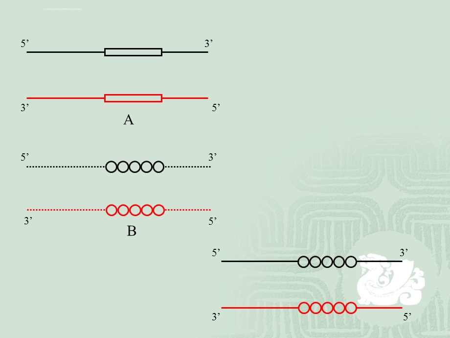 搭桥PCR(引物设计思路)ppt课件.ppt_第2页