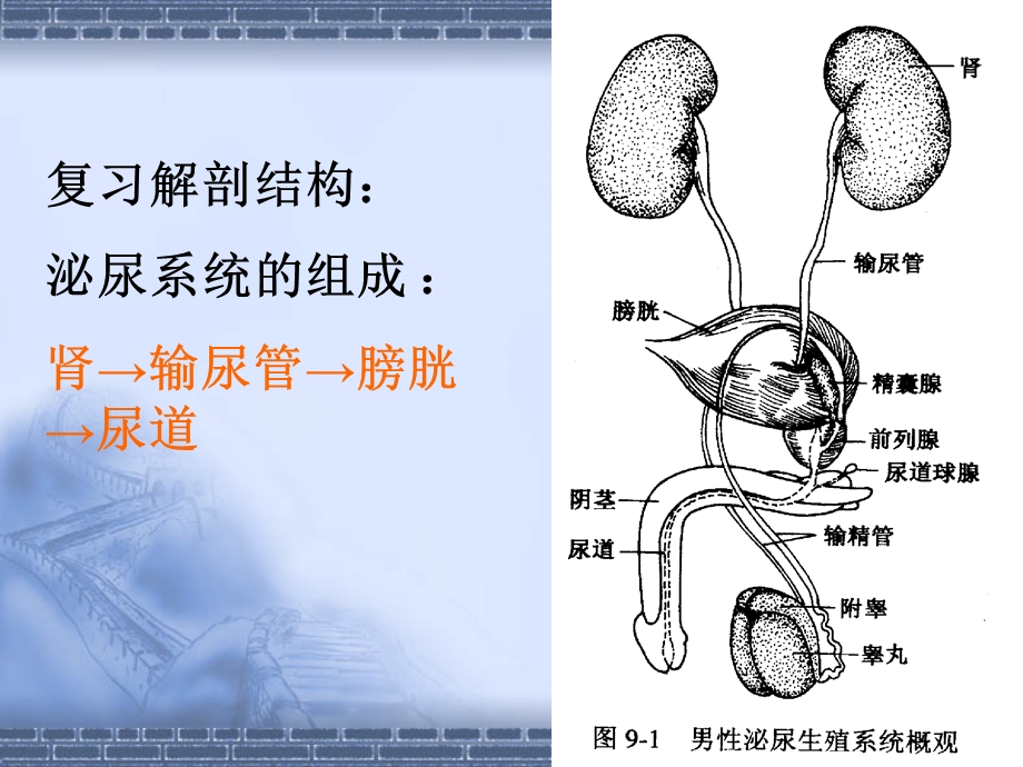 尿的生成与排放课件.ppt_第2页