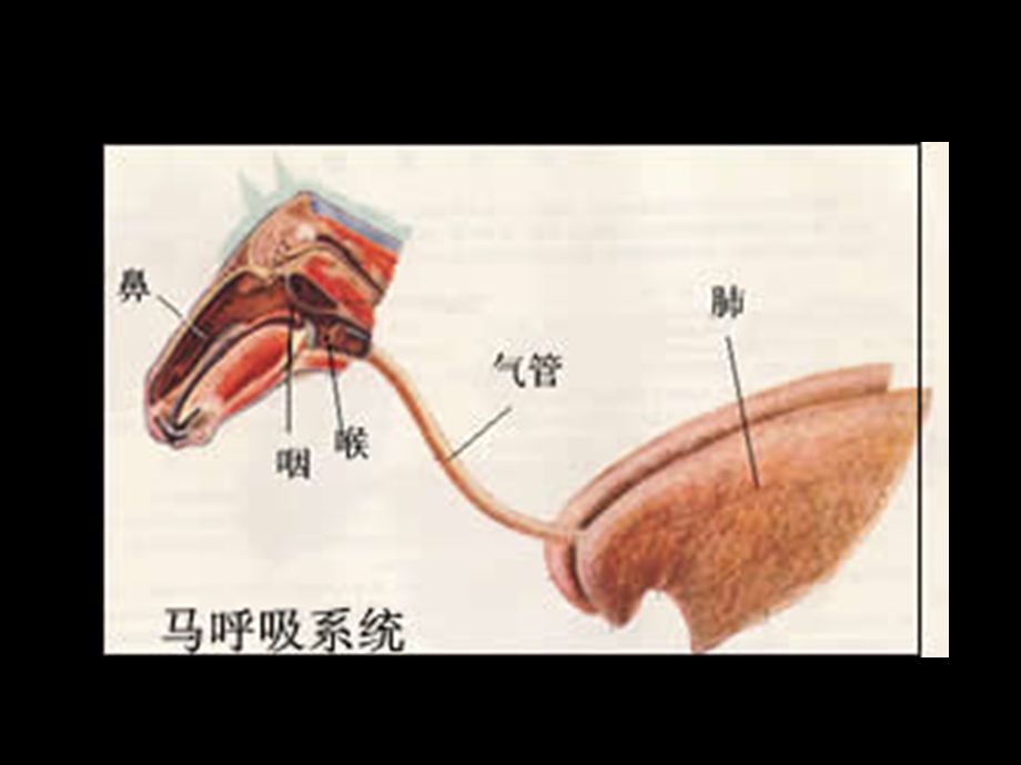 家畜解剖学教学课件样章.ppt_第2页