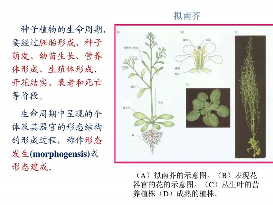 植物生理学11植物生长生理课件.ppt_第3页