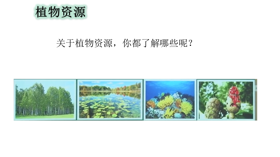 大象版小学科学新版三年级下册科学植物资源知多少课件.pptx_第3页