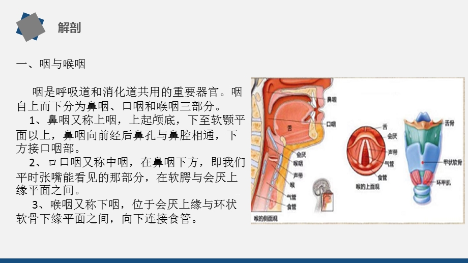 急性会厌炎护理查房ppt课件.pptx_第3页