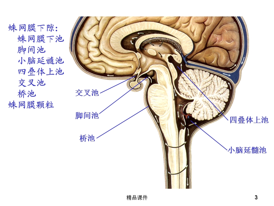 常见脑炎的诊断与治疗医学课件.ppt_第3页