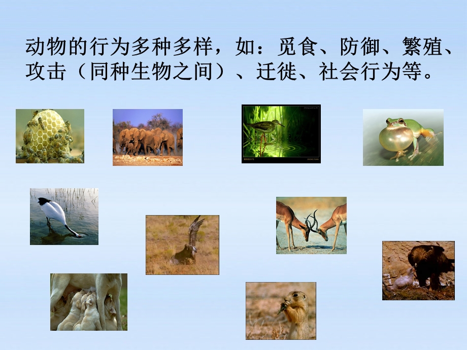 济南版七年级生物上册《第四节动物的行为》课件.ppt_第2页