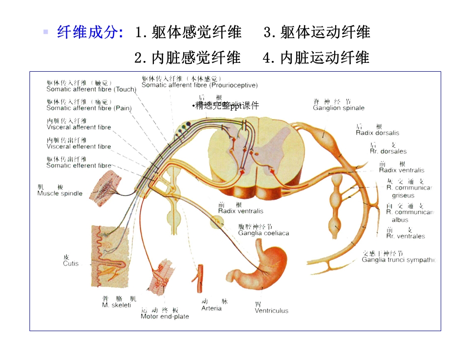 对脊神经走形与支配课件.ppt_第3页