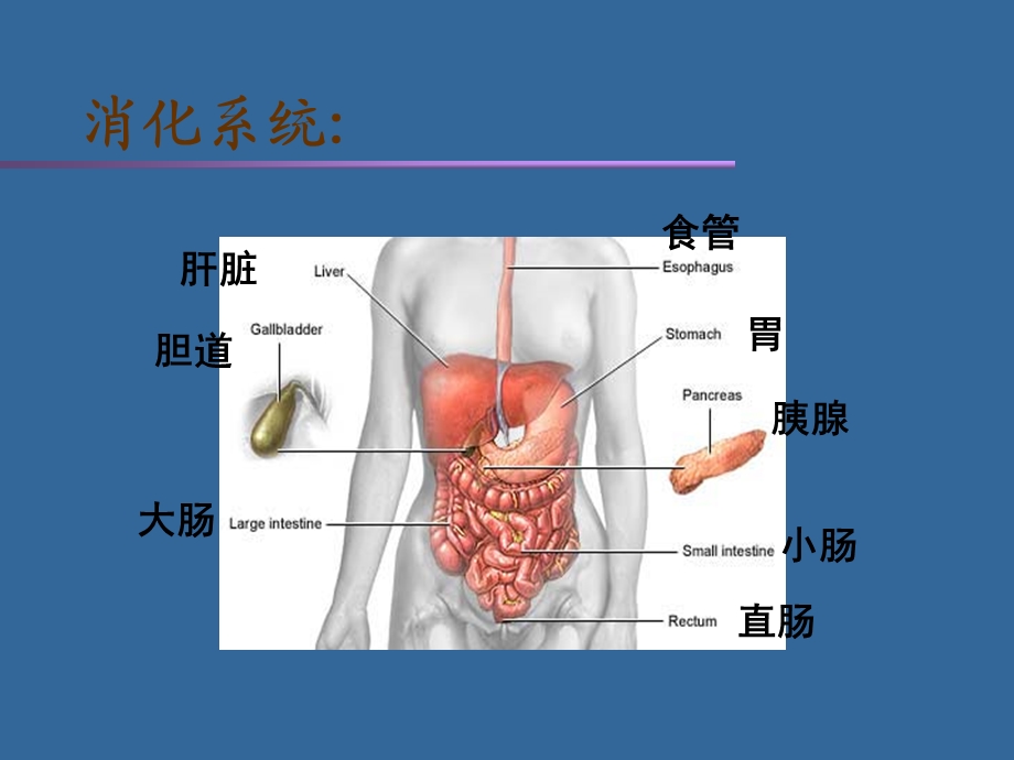 急慢性胃炎课件.ppt_第2页