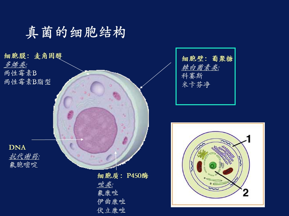 抗感染基础知识培训课件.ppt_第3页