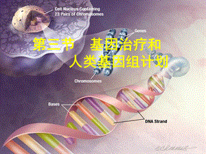 必修二第六章基因治疗和人类基因组计划ppt课件.ppt