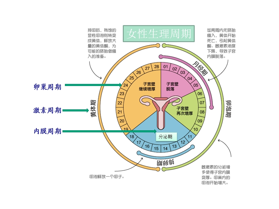 大姨妈有话说高校版课件.pptx_第2页