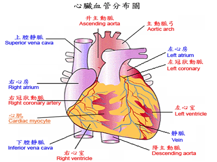 急性心梗患者介入术后护理课件 3.ppt_第2页