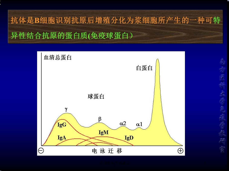 抗体和免疫球蛋白培训课件.ppt_第3页