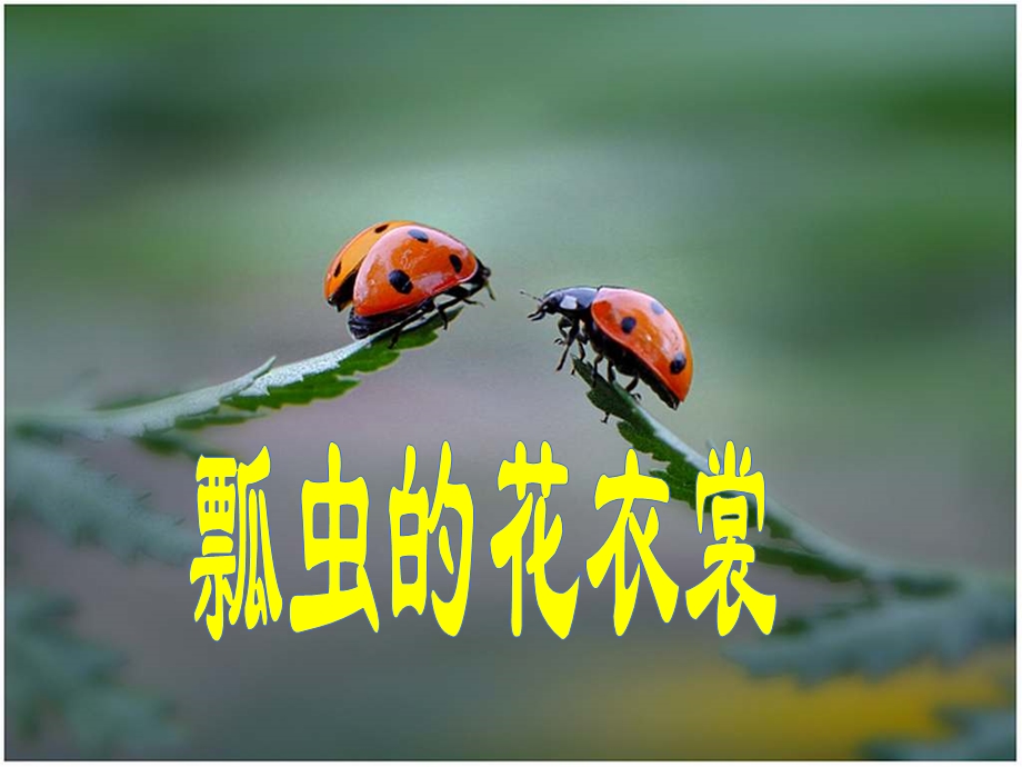 瓢虫的花衣裳美术课件.ppt_第1页