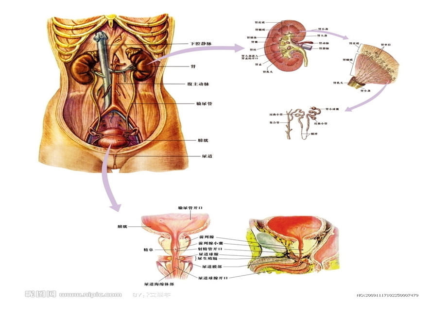 泌尿外科学精选课件.ppt_第2页