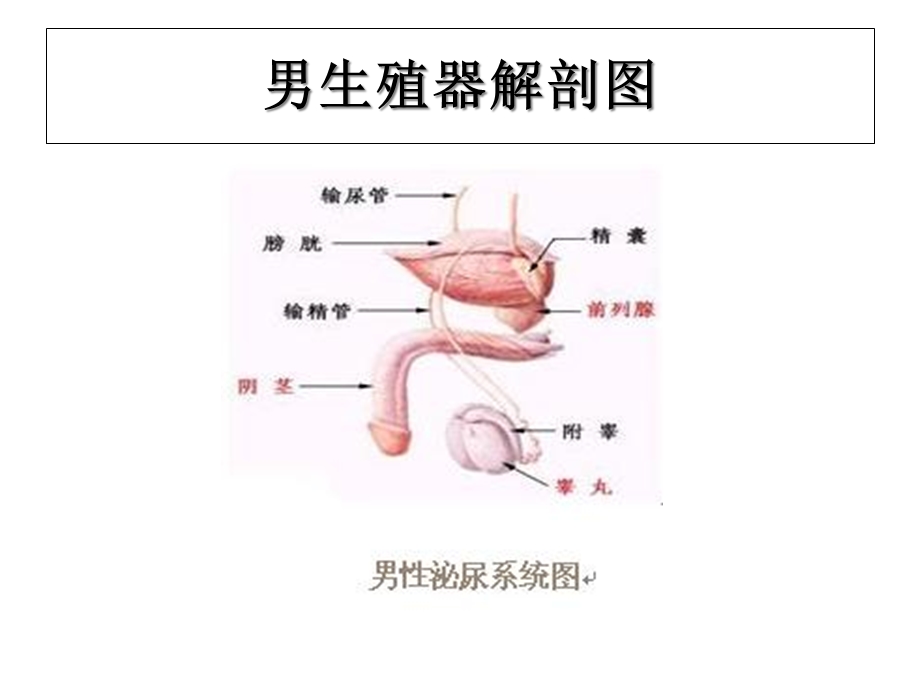 泌尿外科学精选课件.ppt_第3页