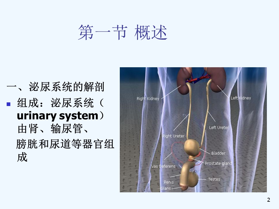 急性肾功能衰竭患者的监护2课件.ppt_第2页