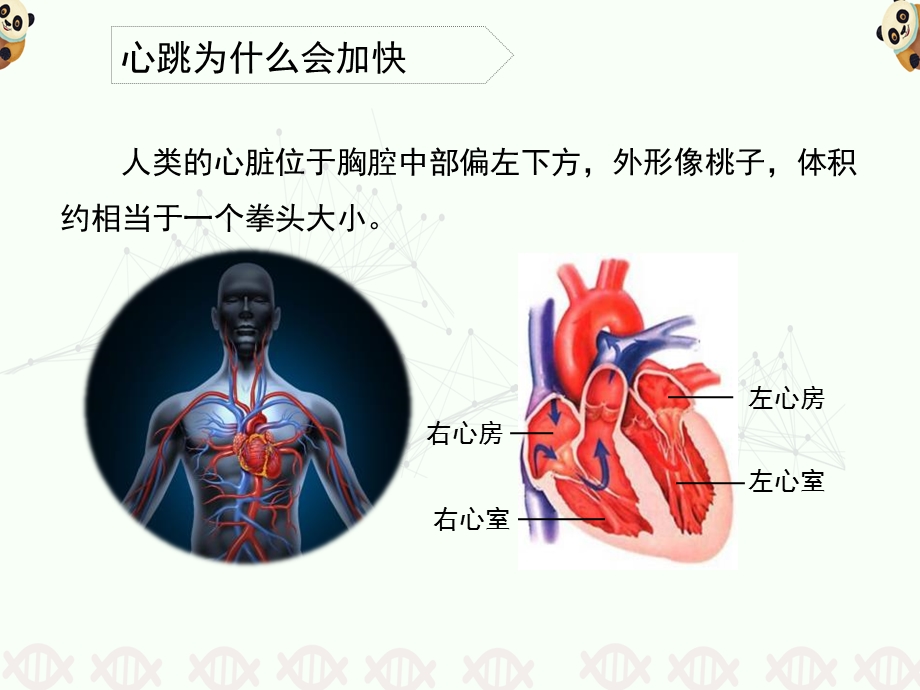 教科版科学四年级上册《运动起来会怎样(二)》我们的身体ppt课件.pptx_第3页