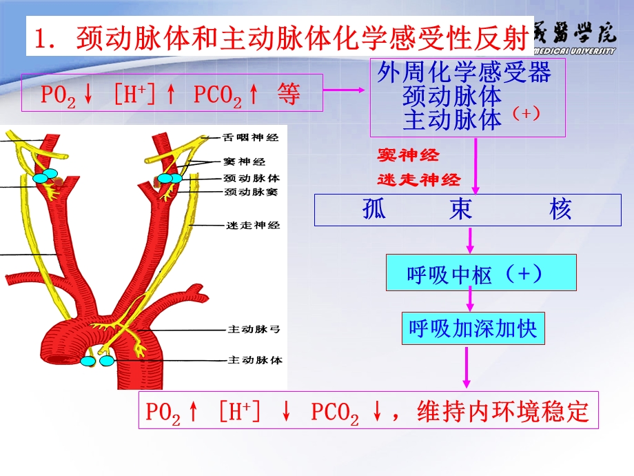 家兔呼吸运动的调节课件.ppt_第3页