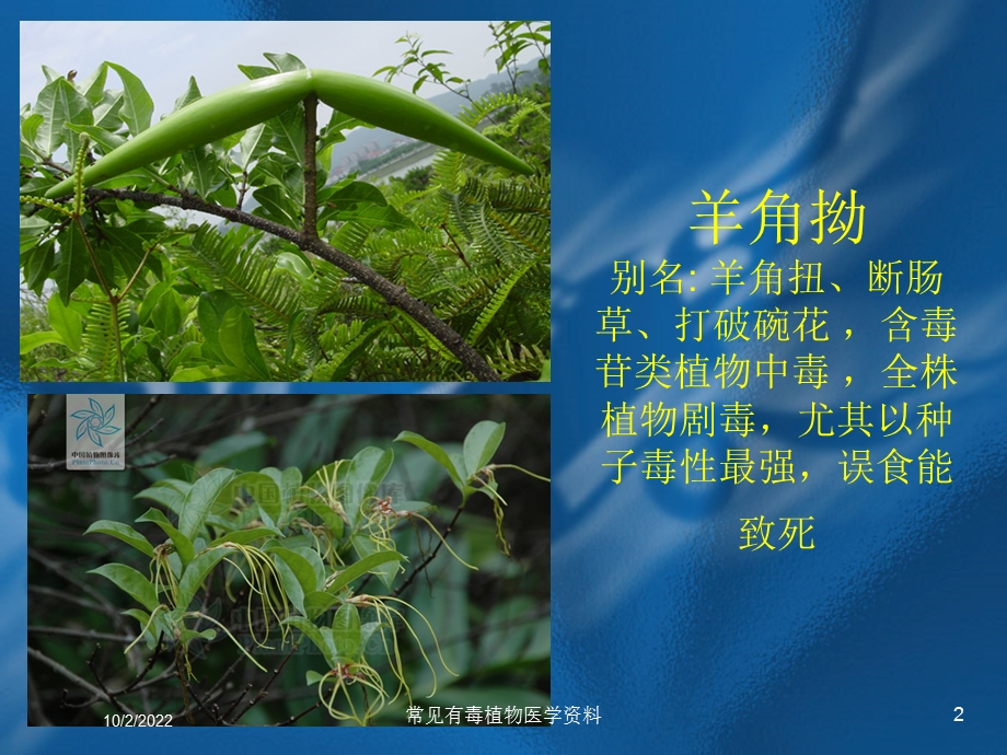 常见有毒植物医学培训课件.ppt_第2页