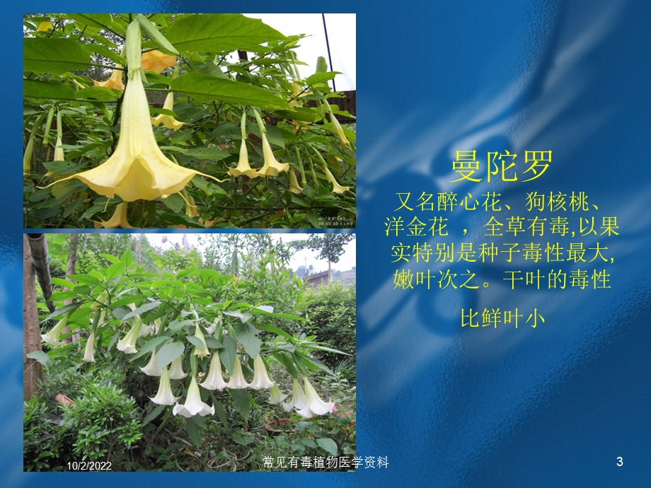 常见有毒植物医学培训课件.ppt_第3页