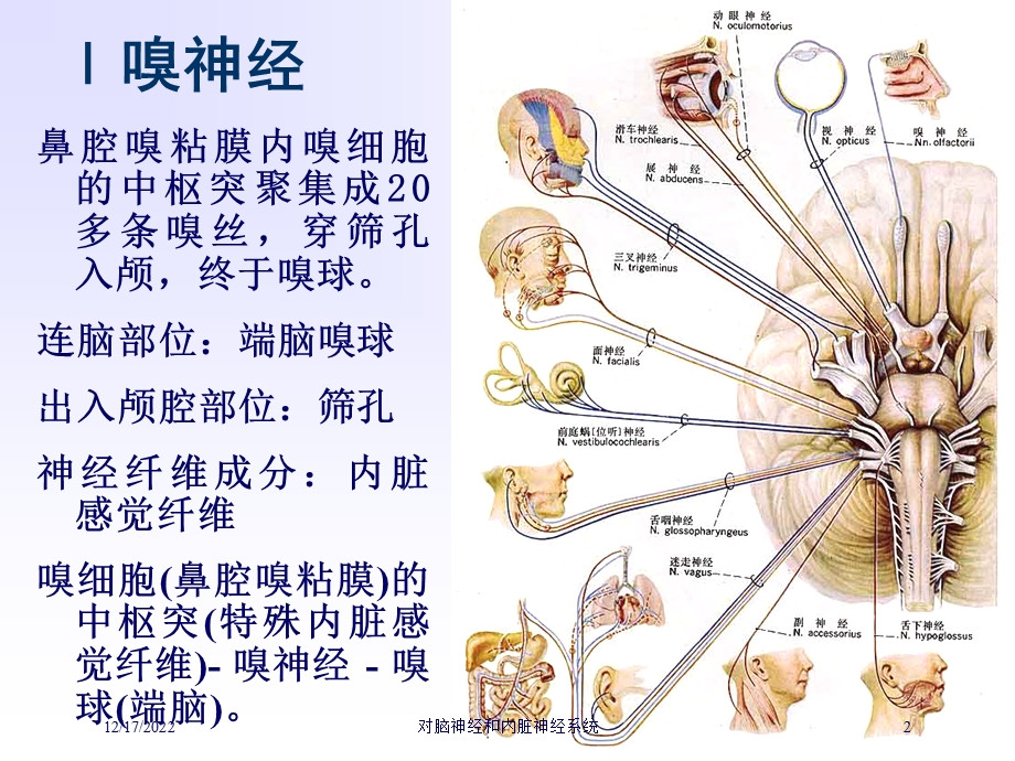 对脑神经和内脏神经系统培训课件.ppt_第2页