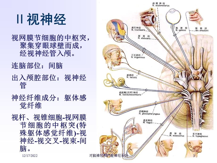 对脑神经和内脏神经系统培训课件.ppt_第3页