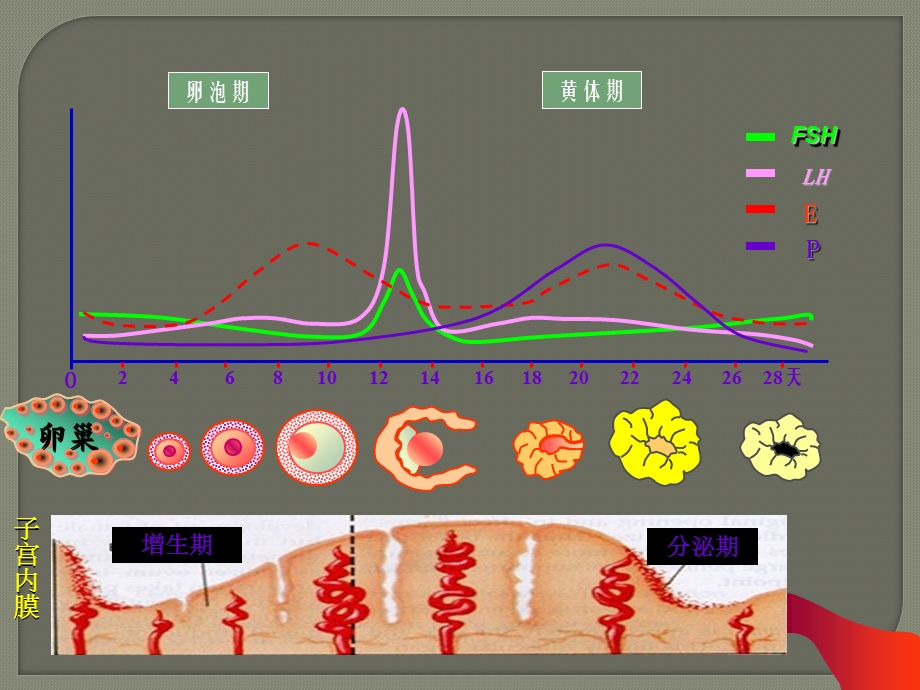 性激素六项的解读ppt课件.pptx_第3页