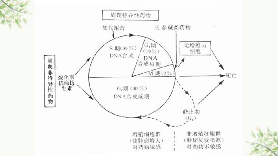 常见化疗药物的使用顺序及机理课件.ppt_第2页