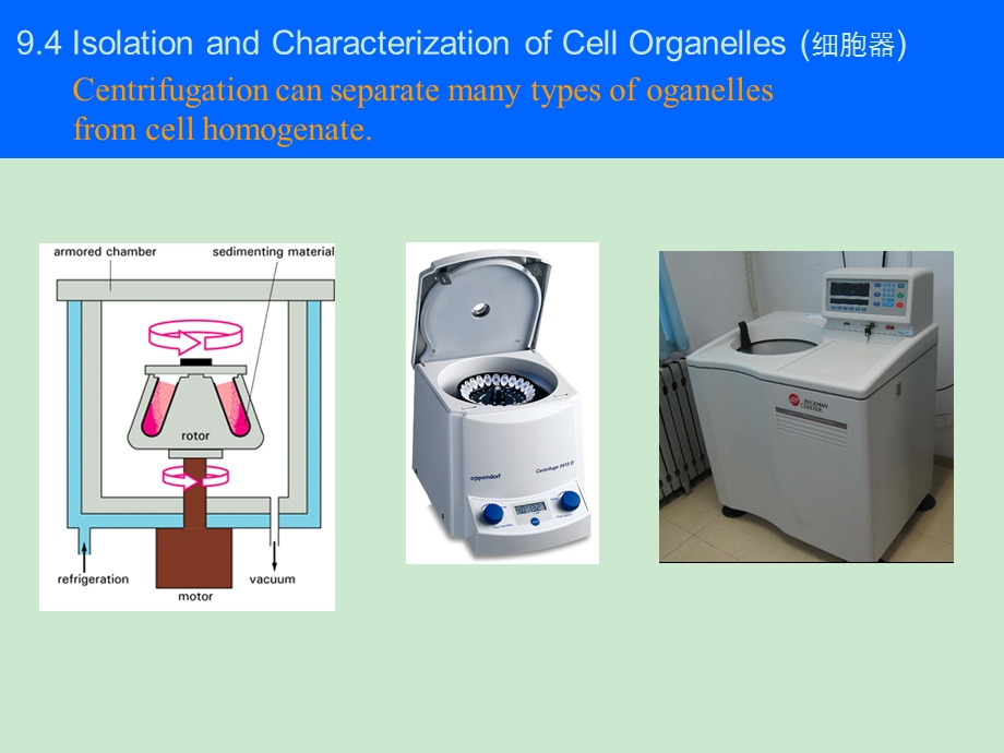 密度梯度离心ppt课件.ppt_第3页