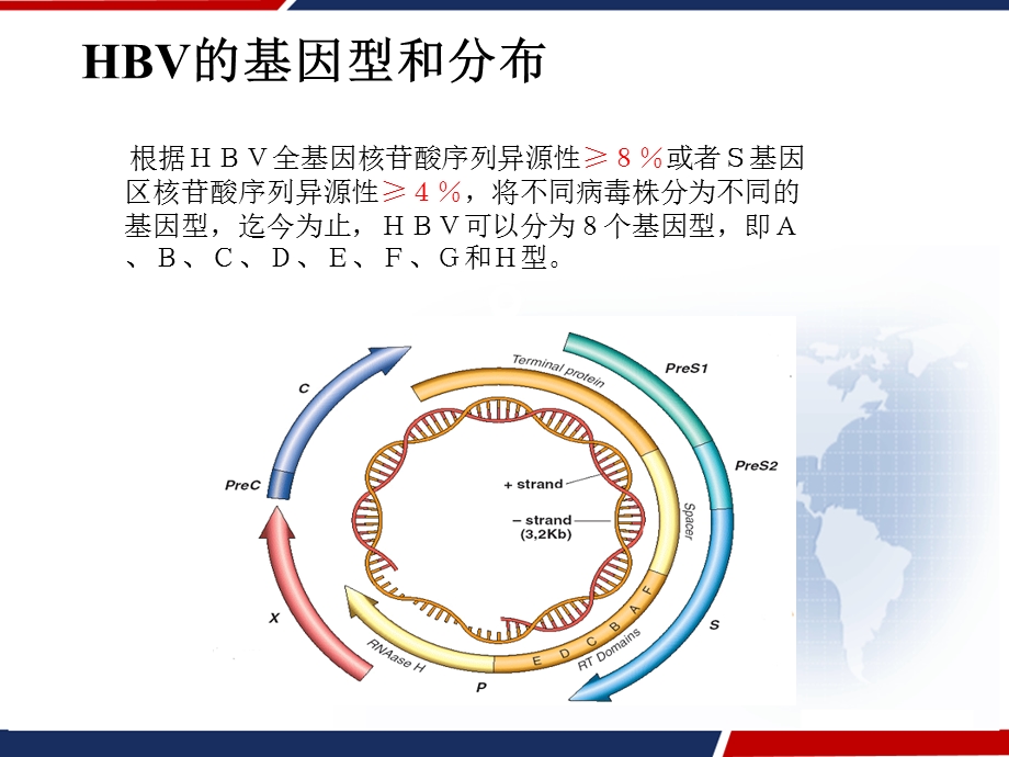 感染组：乙肝基因分型和乙肝耐药检测课件.ppt_第2页