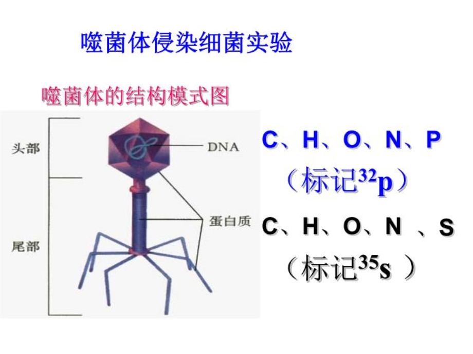 核酸是遗传物质课件.ppt_第3页