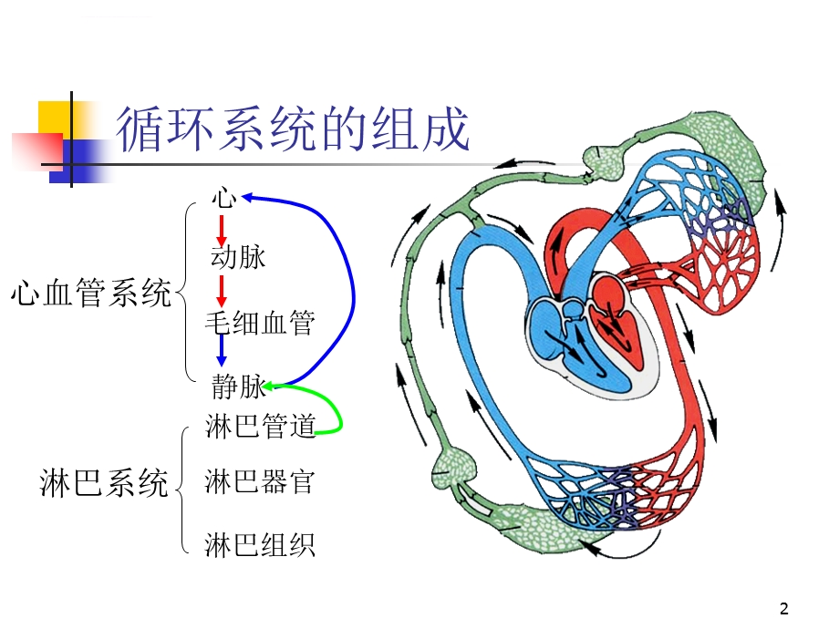 循环系统详细讲解ppt课件.ppt_第2页