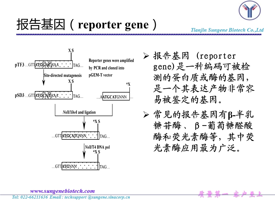 报告基因原理及应用ppt课件.ppt_第2页