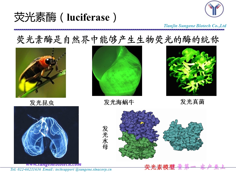 报告基因原理及应用ppt课件.ppt_第3页