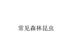 常见森林昆虫.ppt