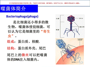 大肠杆菌的噬菌体培训课件.ppt