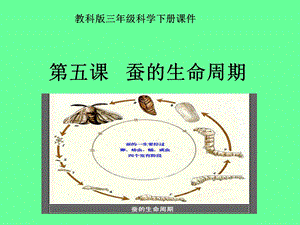 教科版科学三下《蚕的生命周期》ppt课件.ppt