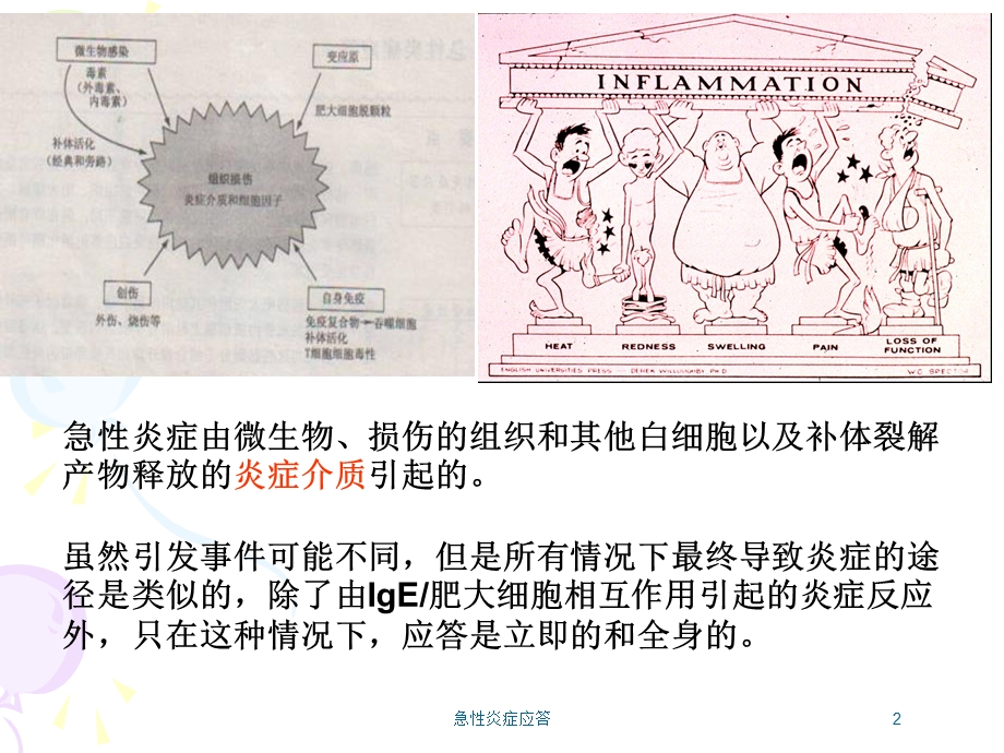 急性炎症应答培训课件.ppt_第2页