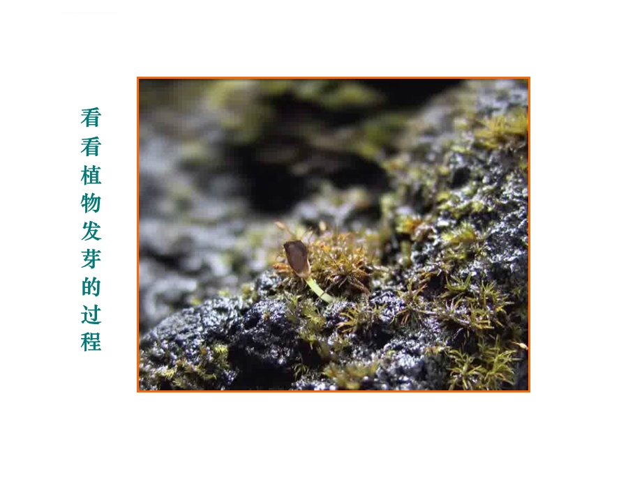 我种的植物ppt课件.ppt_第3页