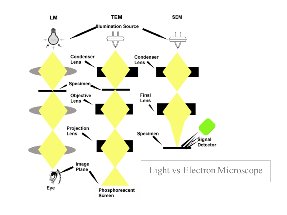 扫描电子显微镜(SEM)ppt课件.ppt_第2页