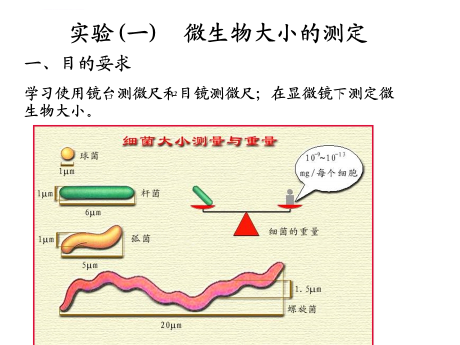 微生物实验微生物数量和大小测定ppt课件.ppt_第2页