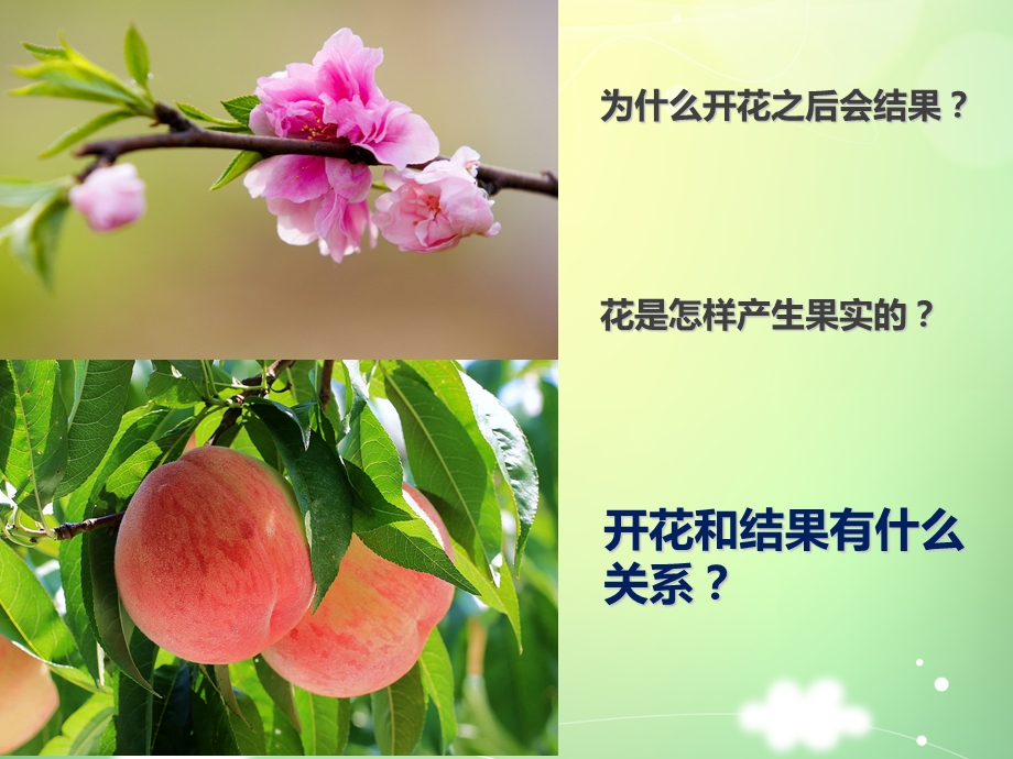 开花和结果PPT课件.ppt_第1页