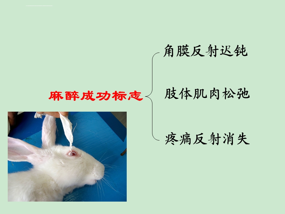 家兔的麻醉气管插管颈总动脉插管ppt课件.ppt_第2页