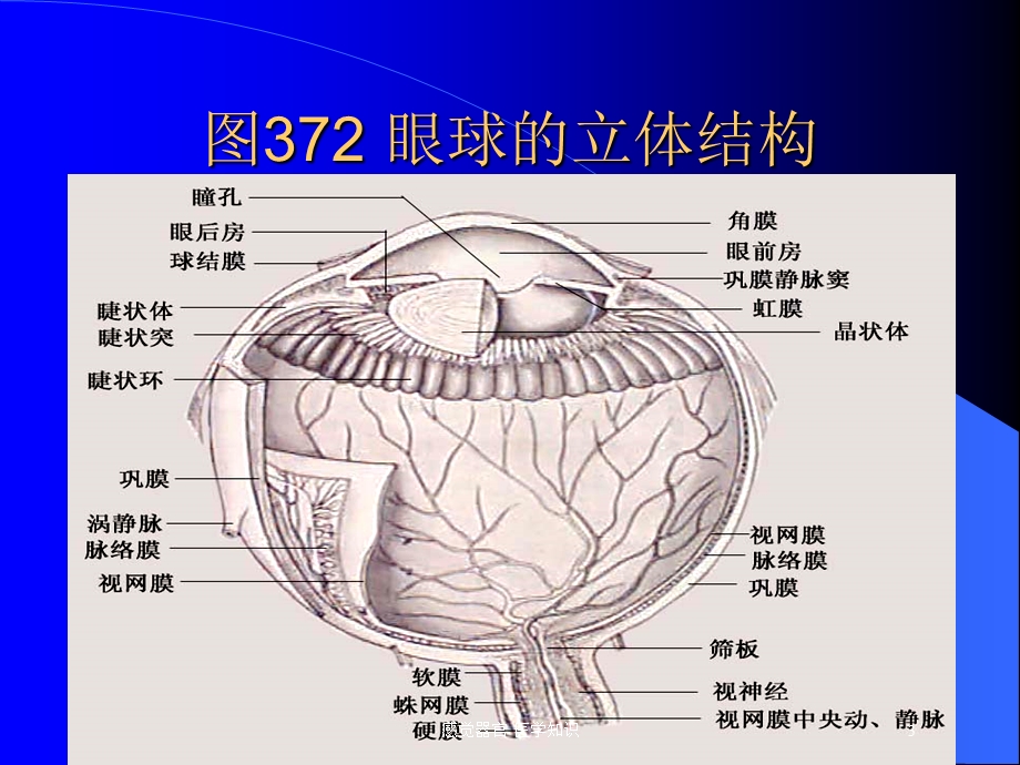 感觉器官医学知识培训课件.ppt_第3页