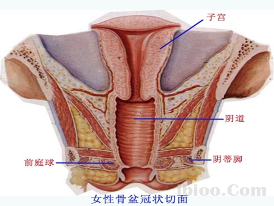 妇产科学教学课件.ppt_第3页