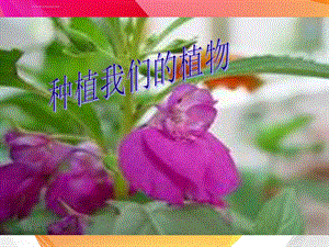 小学科学种植我们的植物PPT课件.ppt