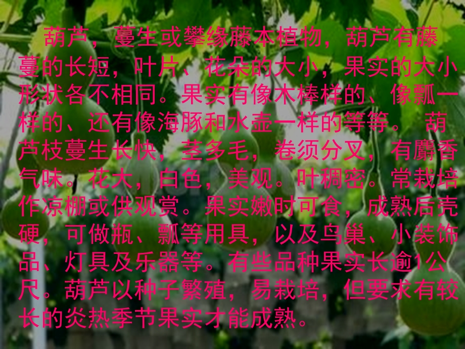 我要的是葫芦ppt（公开课）课件.ppt_第3页