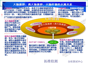 大肠杆菌专业知识讲座课件.ppt