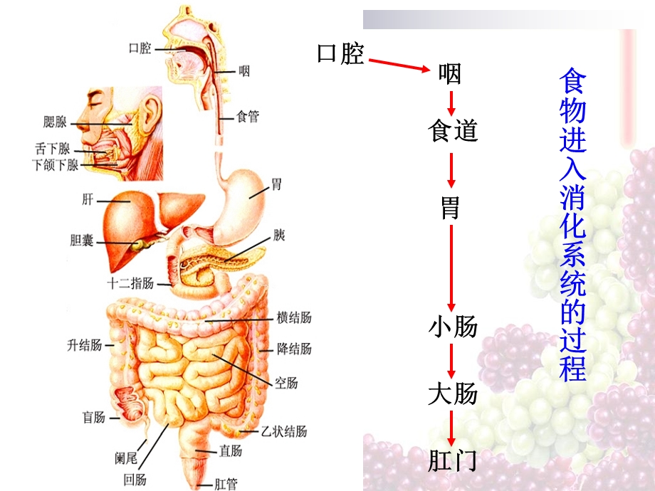 浙教版九年级上册科学42食物的消化与吸收课件.ppt_第3页